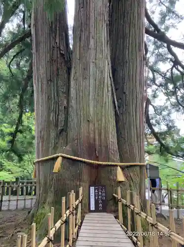 戸隠神社中社(長野県)
