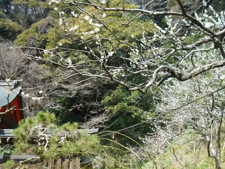荏柄天神社の自然