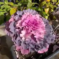 豊景神社の自然