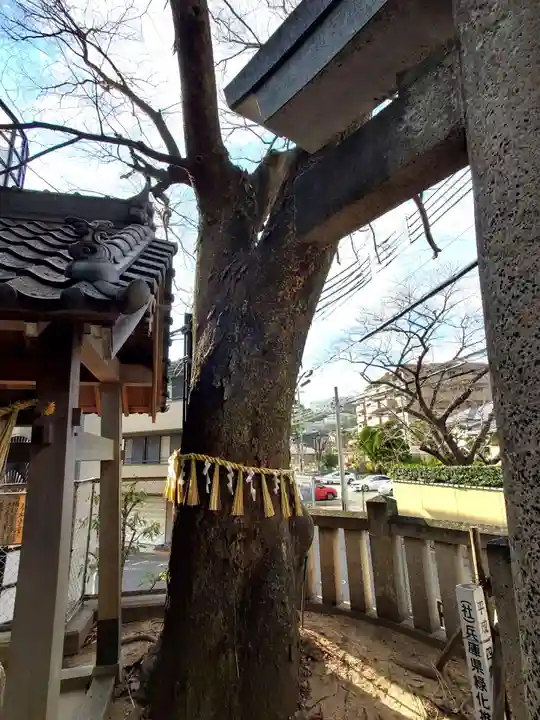 三条八幡神社の自然