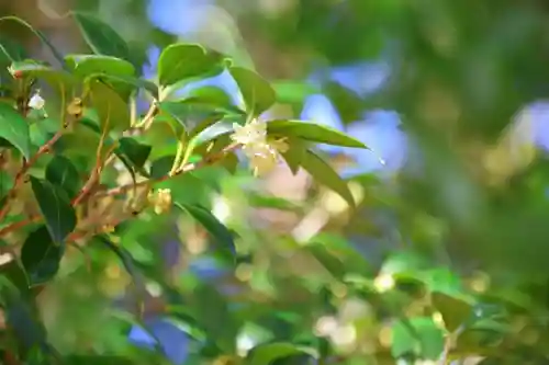 阿久津「田村神社」（郡山市阿久津町）旧社名：伊豆箱根三嶋三社の自然