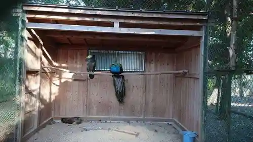 岩槻久伊豆神社の動物