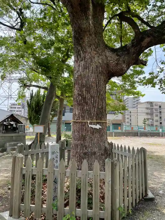 竹渕神社の自然