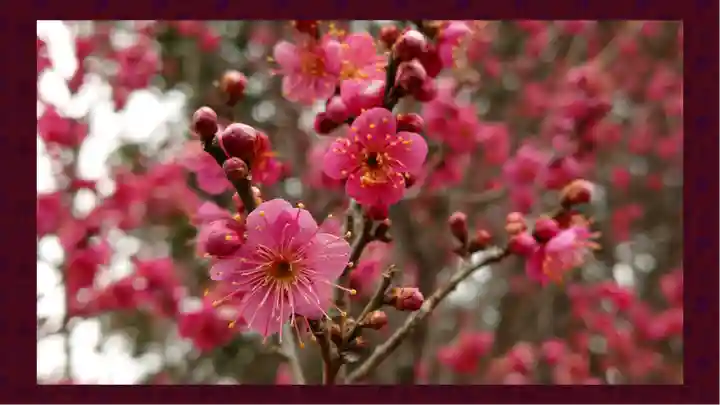 賀茂別雷神社(栃木県)