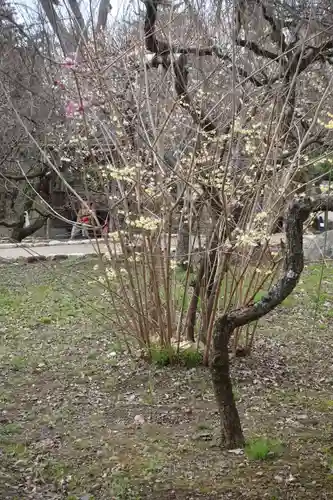 北野天満宮の庭園