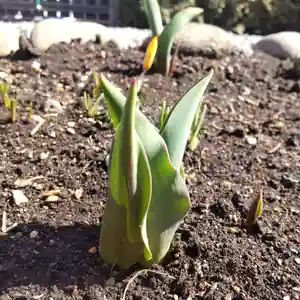 七重浜海津見神社(北海道)(2025年03月31日(月) 08時24分45秒投稿)