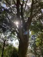 三島神社の自然