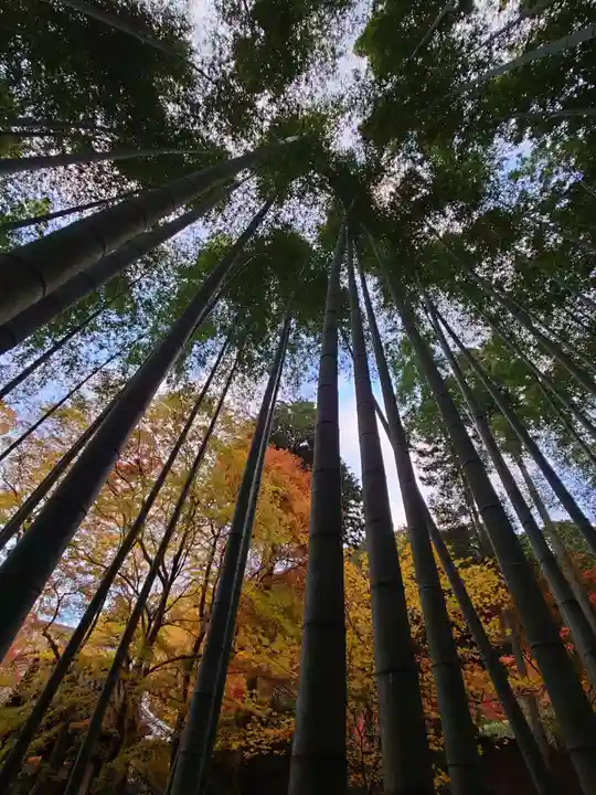 圓光寺(京都府)