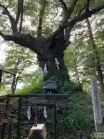 しなの木神社の自然