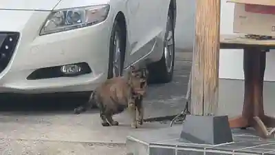 瀬田八幡宮の動物