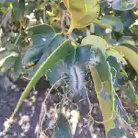 七重浜海津見神社(北海道)