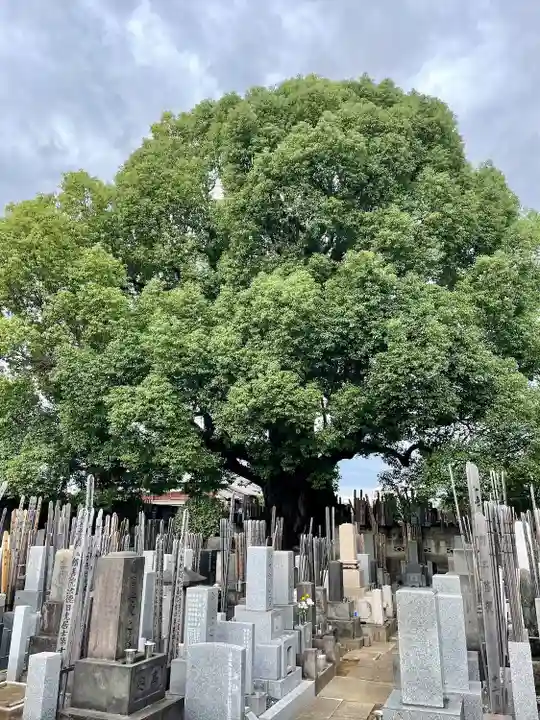 感應寺(東京都)