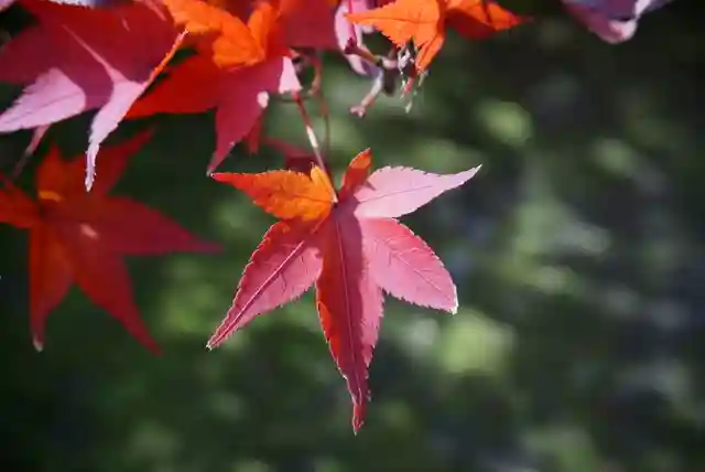 東福禅寺(東福寺)の自然