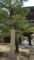 知恩院(京都府)
