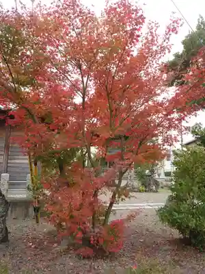 八坂神社の自然