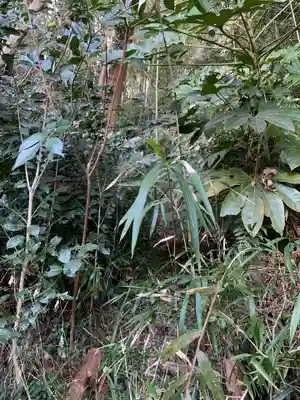 山王神社の自然