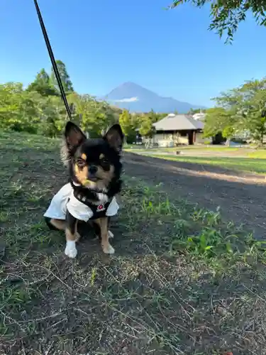 富士山本宮浅間大社(静岡県)