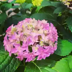 御霊神社の自然