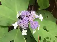鷲子山上神社の自然