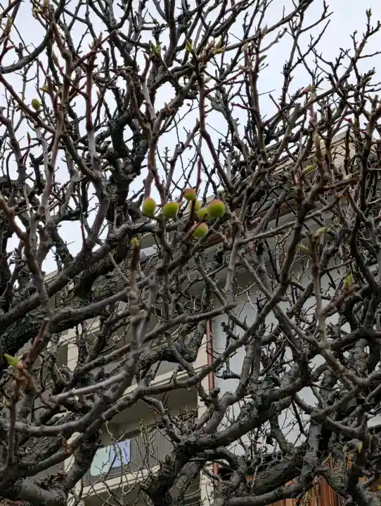 根岸山大聖院覺王寺の{uncategorized: "未分類", other: "その他", undefined: "問題あり", building: "その他建物", grave: "お墓", sacred_gate: "鳥居", guardian: "狛犬", statue: "像", buddha: "仏像", history: "歴史", nature: "自然", garden: "庭園", animal: "動物", pagoda: "塔", temizu: "手水舎", mountain_gate: "山門・神門", sanctuary: "本殿・本堂", subordinate: "末社・摂社", art: "芸術", scenery: "景色", jizo: "地蔵", ema: "絵馬", goshuin: "御朱印", omikuji: "おみくじ", items: "授与品その他", amulet: "お守り", goshuincho: "御朱印帳", eats: "食事", festival: "お祭り", votive_dance: "神楽", shichigosan: "七五三参", wedding: "結婚式", experience: "体験その他", initially: "初詣", around: "周辺", anti_infection: "感染症対策"}