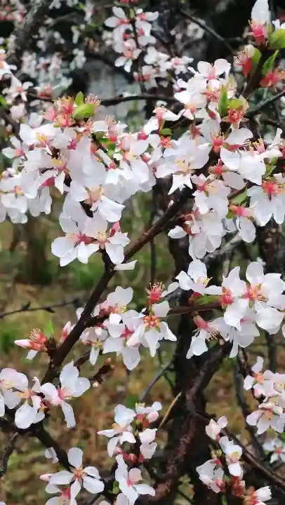 住吉神社の{uncategorized: "未分類", other: "その他", undefined: "問題あり", building: "その他建物", grave: "お墓", sacred_gate: "鳥居", guardian: "狛犬", statue: "像", buddha: "仏像", history: "歴史", nature: "自然", garden: "庭園", animal: "動物", pagoda: "塔", temizu: "手水舎", mountain_gate: "山門・神門", sanctuary: "本殿・本堂", subordinate: "末社・摂社", art: "芸術", scenery: "景色", jizo: "地蔵", ema: "絵馬", goshuin: "御朱印", omikuji: "おみくじ", items: "授与品その他", amulet: "お守り", goshuincho: "御朱印帳", eats: "食事", festival: "お祭り", votive_dance: "神楽", shichigosan: "七五三参", wedding: "結婚式", experience: "体験その他", initially: "初詣", around: "周辺", anti_infection: "感染症対策"}