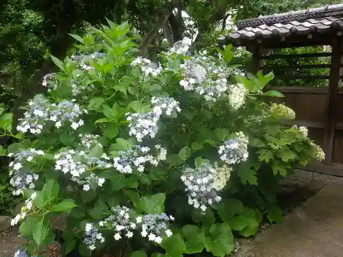 實相寺（実相寺）の自然