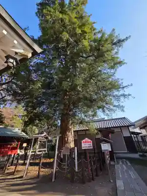 白岡八幡神社(埼玉県)