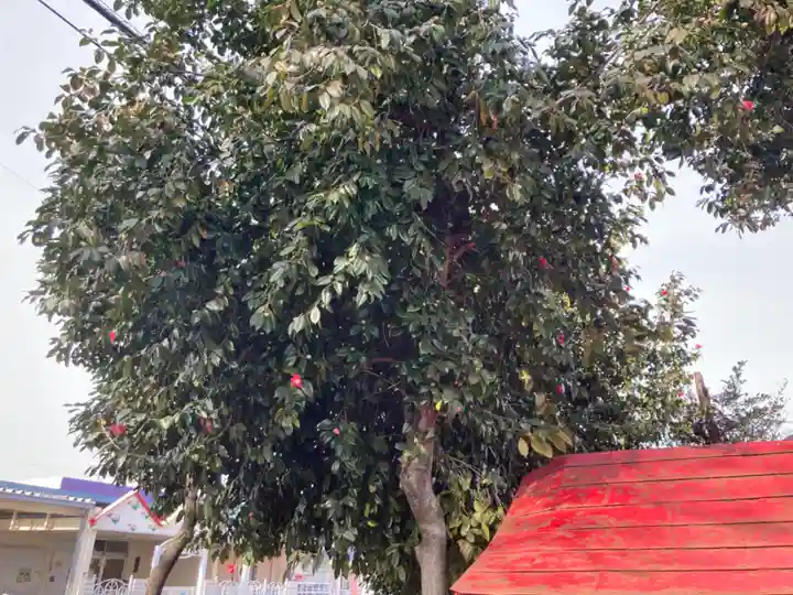 椿稲荷神社の自然