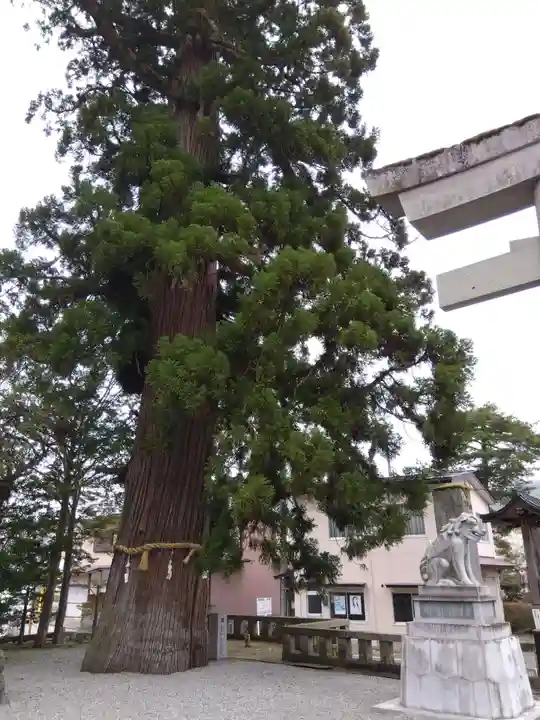 飛驒一宮水無神社(岐阜県)