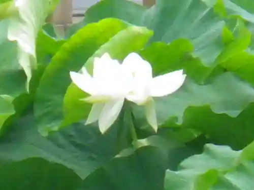 鶴岡八幡宮の自然