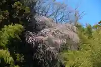 大六天麻王神社の自然