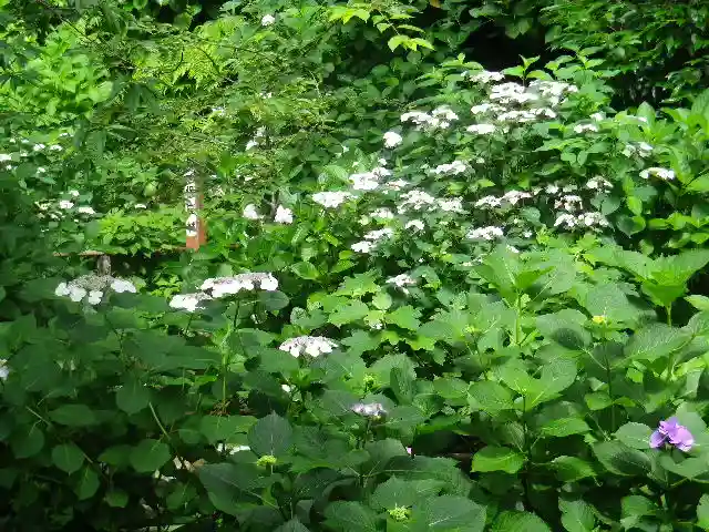 御霊神社の自然