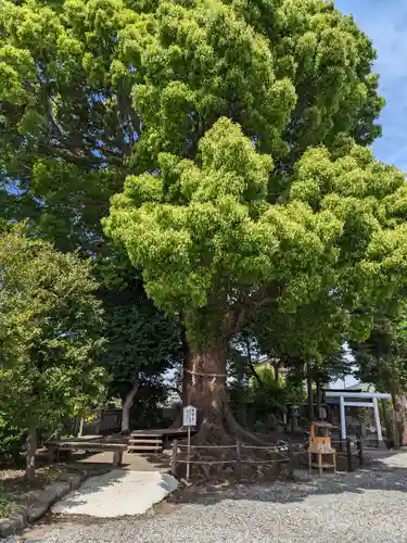日々神社の自然