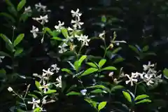 鹿島大神宮の自然