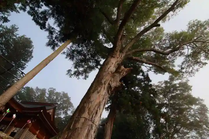 阿久津「田村神社」(郡山市阿久津町)旧社名:伊豆箱根三嶋三社の自然