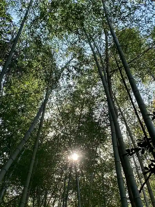 牟禮山観音禅寺の自然