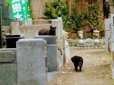 清水寺の動物