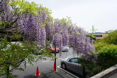 子安地蔵寺の自然