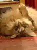 あいるん