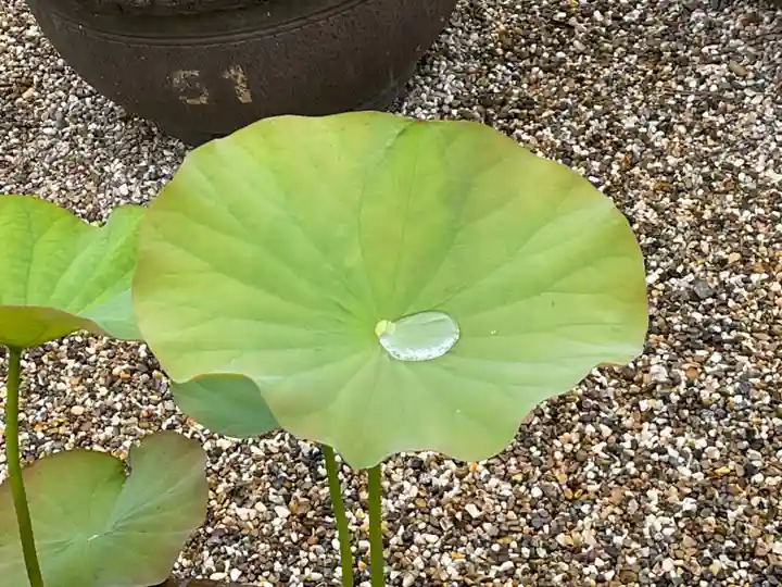 喜光寺(奈良県)