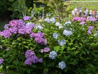 本土寺(千葉県)