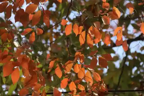 阿邪訶根神社の自然