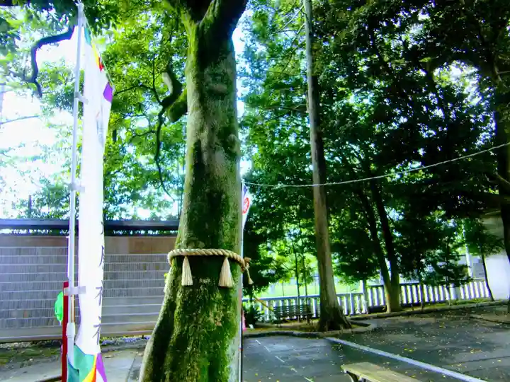 大宮・大原神社の自然