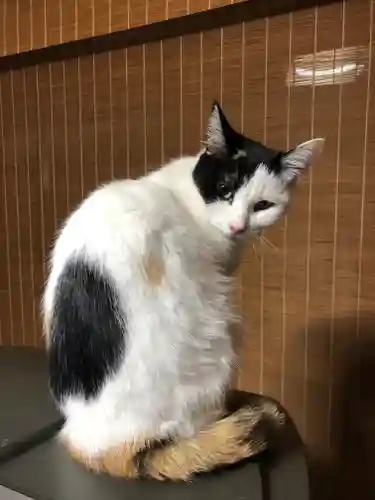 愛宕神社の動物