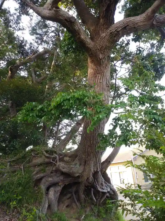 大六天王の自然