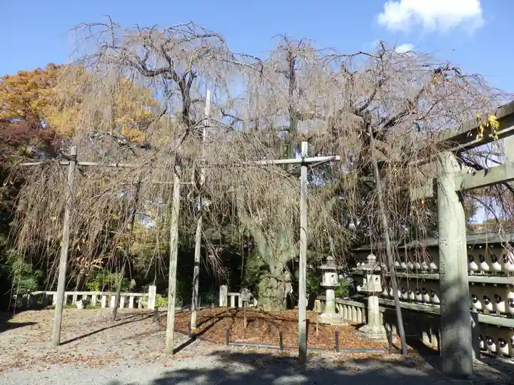 大石神社の自然