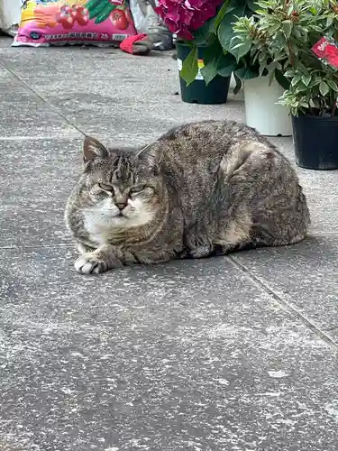 白金氷川神社の動物