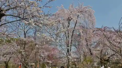 平野神社の自然