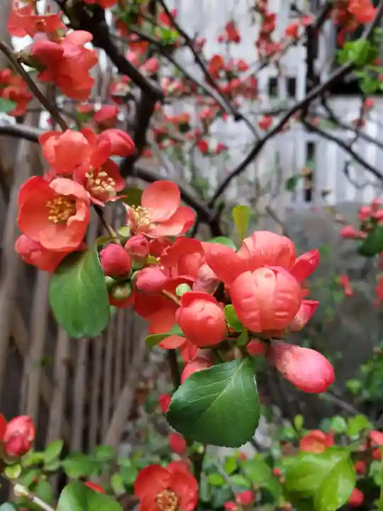 永昌寺(東京都)