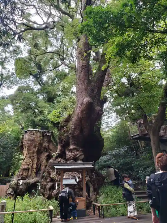 來宮神社(静岡県)